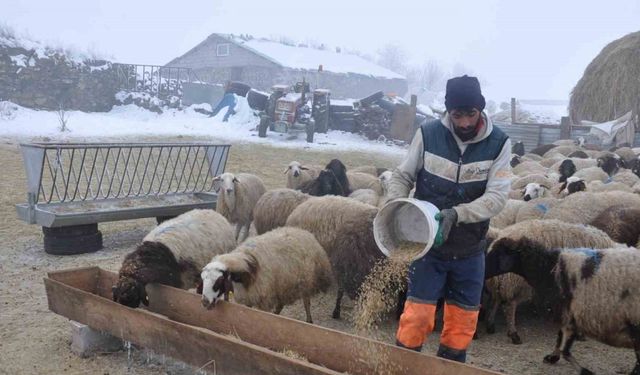 Kars’ta küçükbaş hayvancılık yapanlar çoban bulmakta zorluk çekiyor