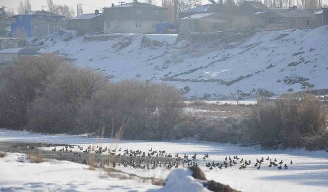 Kars’ta Yaban ördekleri bir arada görüntülendi