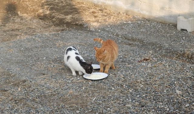 Kediyle orijinal ve sahte peynir testi