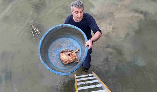 Köprü altında mahsur kalan kediyi itfaiye kurtardı