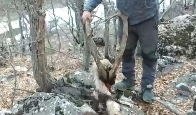 Koruma altındaki keçinin öldürülmesine vatandaş tepki gösterdi