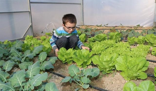 Öğrenciler okulda tavuk besleyip sebzecilik yapıyor