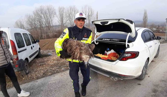 Ölmek üzere olan yaralı akbabanın yardımına jandarma yetişti