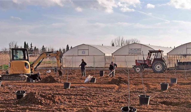 Tekirdağ’da 500 meyve fidanı toprakla buluşuyor