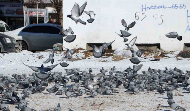 Van’da güvercinlerin yem mücadelesi büyüledi