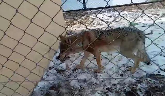 Van’da tedavisi tamamlanan kurt doğaya bırakıldı