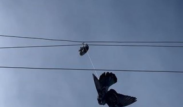 Elektrik tellerine takılan güvercin için seferber oldular