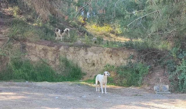 Köpekler başıboş gezmeye devam ediyor