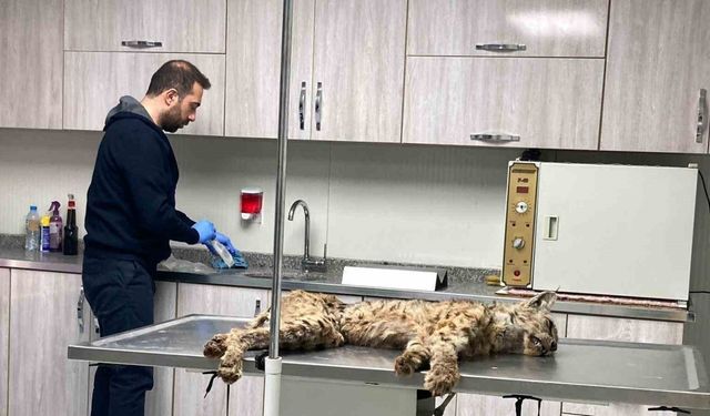 Bitlis’te bitkin hale bulunan vaşak koruma altına alındı