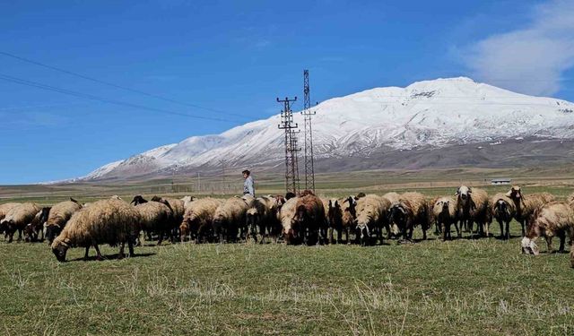 Havanın ısınmasıyla hayvan sahipleri rahat nefes aldı