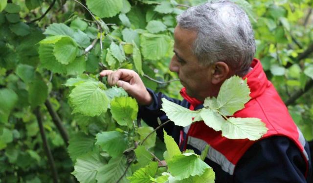Müdür Sağlam: "Yüksek rakımdaki fındık alanlarımızda don zararı mevcut"