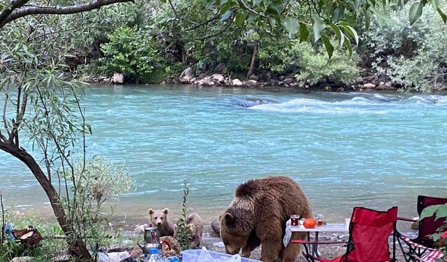 Anne ayı ve yavruları piknik sofrasına konuk oldu