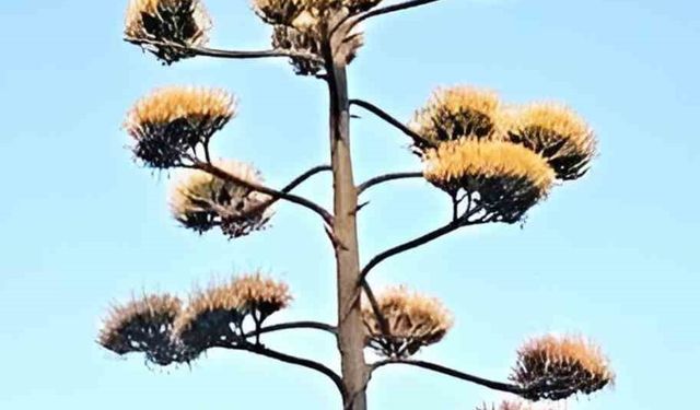 Dikili’de 30 yıllık agave çiçek açtı