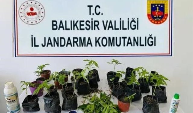 Erdek'te jandarmadan kenevir operasyonu