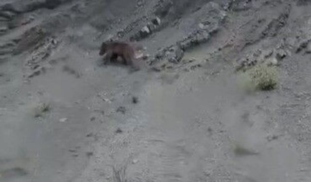 Yamaçtan kayan ayı gülümsetti