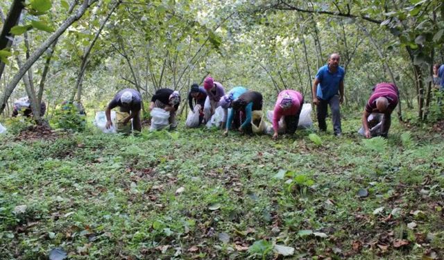 2026 yılı fındık hasadı işçi yevmiyeleri belli oldu: Günlük net 1.750 TL