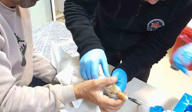 Atmacanın saldırdığı yavru kazı devlet hastanesine götürdü: İlk müdahaleyi güvenlik görevlisi yaptı