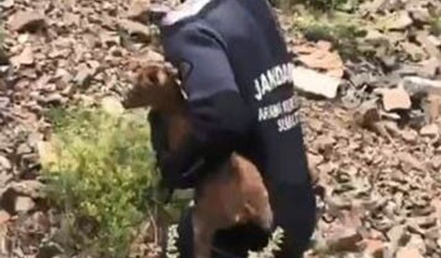 JAK dalgıçları sarp yamaçta mahsur kalan yavru keçiyi kurtardı