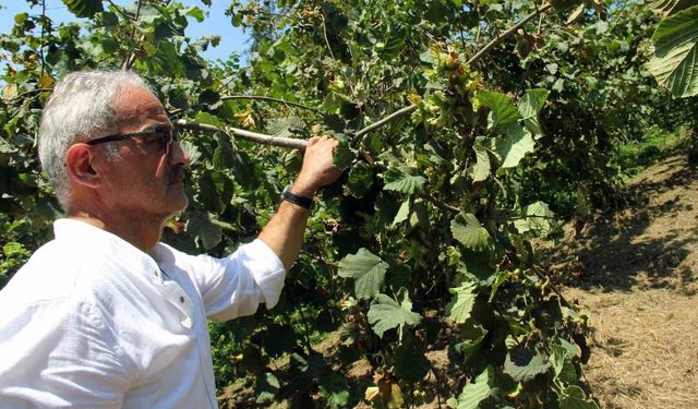 Fındıkta hasat öncesi fiyatlar geriledi, gözler alım fiyatında