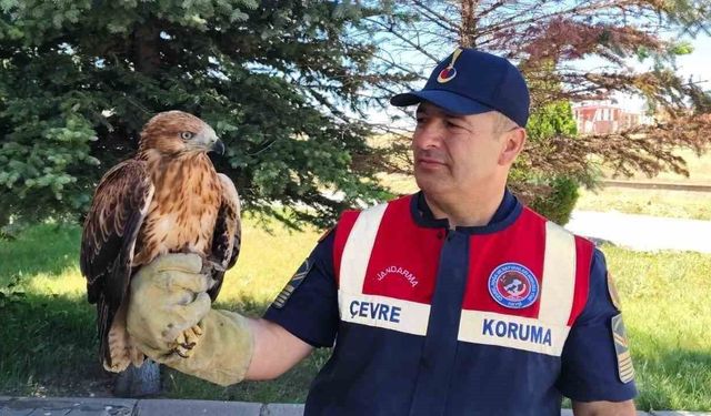 Yozgat'ta yaralı bulunan şahin koruma altına alındı