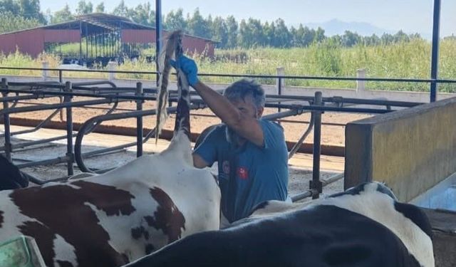 Söke'de hastalıktan ari işletmelerde rutin sağlık kontrolleri sürüyor