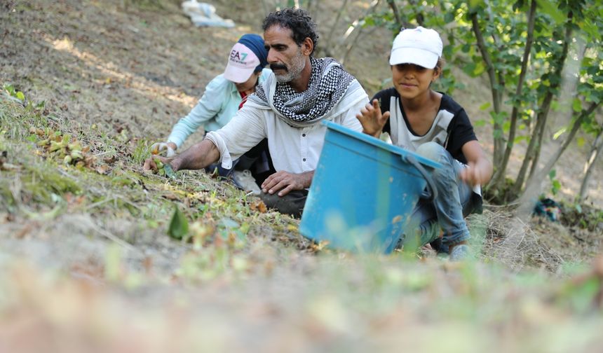 Sakarya'da fındık mesaisindeki mevsimlik tarım işçilerinin bir günü