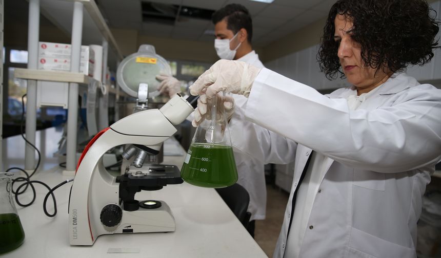 Sakarya Üniversitesi astronot yiyeceği "spirulina" üretip pazarlıyor