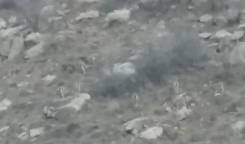 Yüksekova’da sürü halindeki dağ keçileri görüntülendi