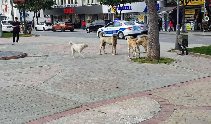 Sakarya’da sokak köpekleri tehlikesi