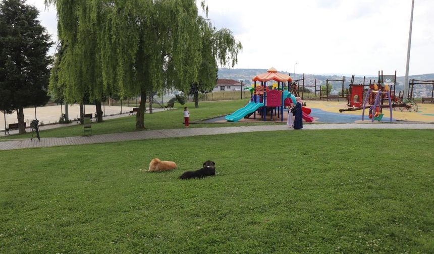 Çocuk parkında dehşet: 5 yaşındaki kız, kaydırak altında yatan köpeğin saldırısına uğradı