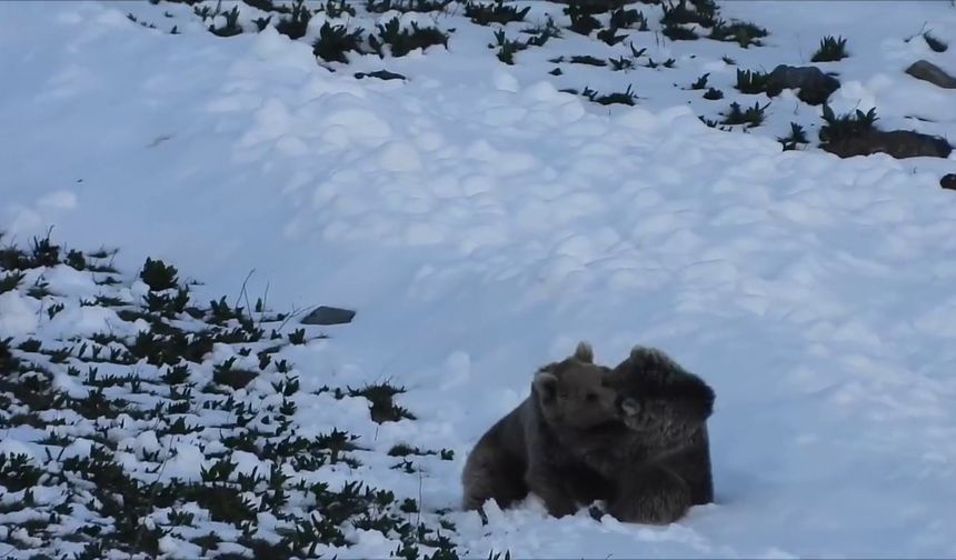 Boz ayıların kar eğlencesi