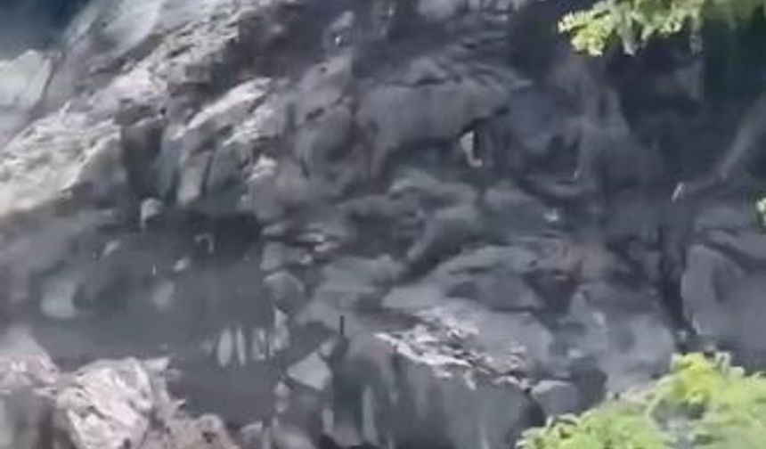Hopa’da yamaçtan kopan kayalar seyir halindeki araca isabet etti: Karayolu ulaşıma kapandı