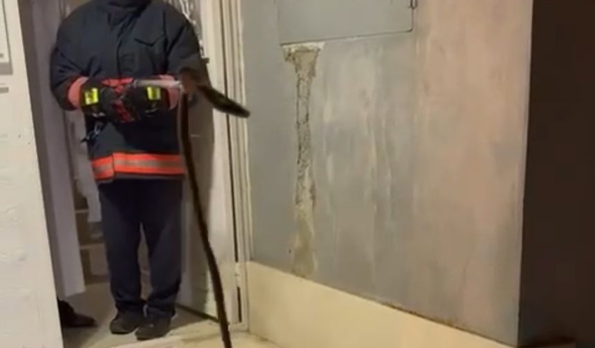 Binaya giren yılan korkttu