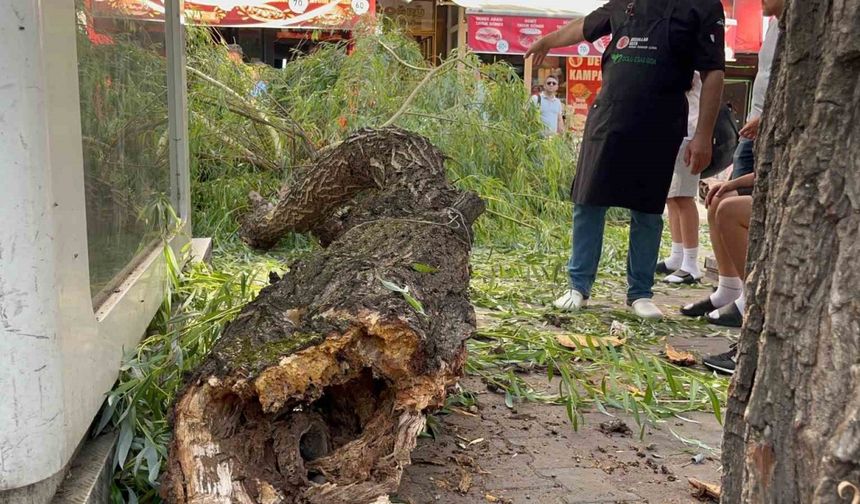 Bolu’da yaya yoluna ağaç düştü: 1 yaralı