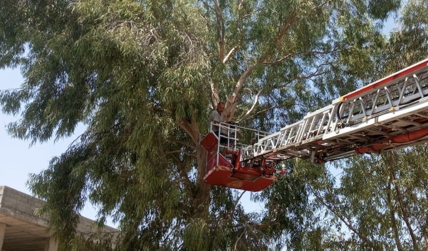 Mardin’de ağaçta mahsur kalan adam kurtarıldı