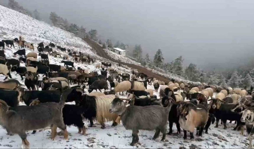 Giresun yaylalarına kar yağdı, çobanlar zorlu dönüş yolculuğuna çıktı