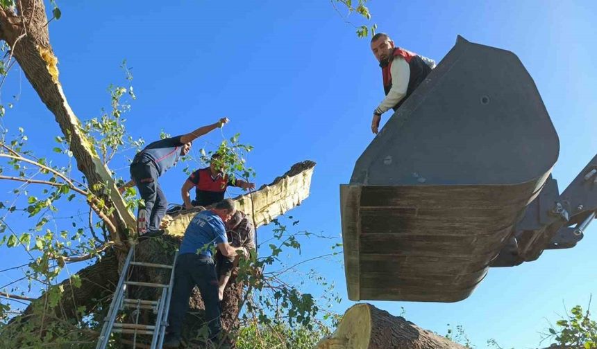 Kestiği ağacın altında kalarak hayatını kaybetti