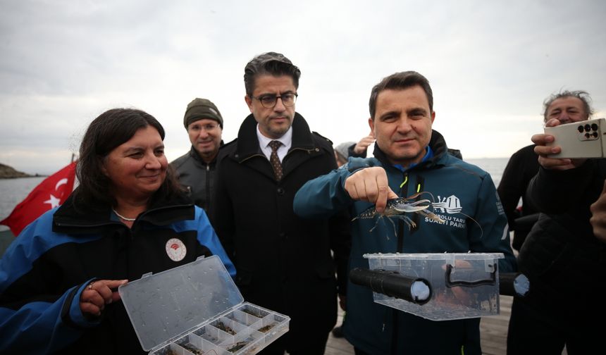 Gelibolu Sualtı Parkı’ndaki tarihi "HMS Majestic" batığına 400 ıstakoz bırakıldı