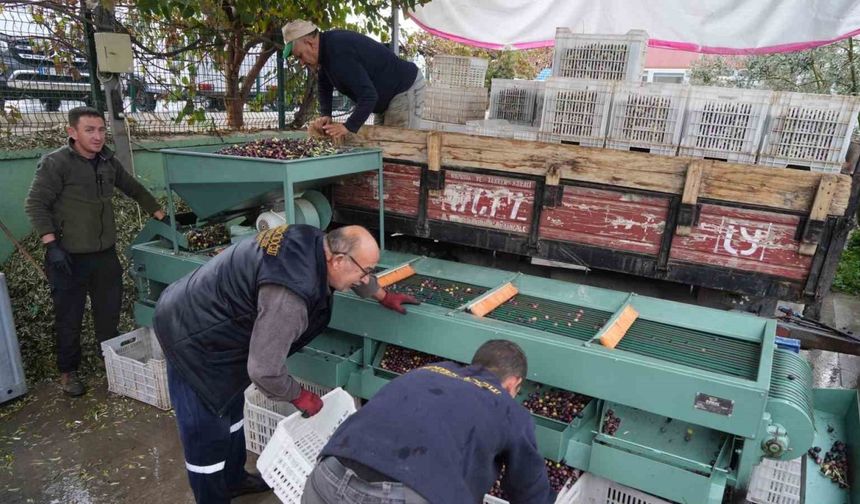 Edremit Körfezi’ndeki zeytin işletmelerinde elek mesaisi başladı