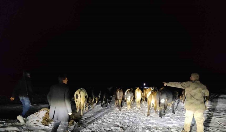 Gümüşhane’de kaybolan 24 büyükbaş hayvanı jandarma buldu