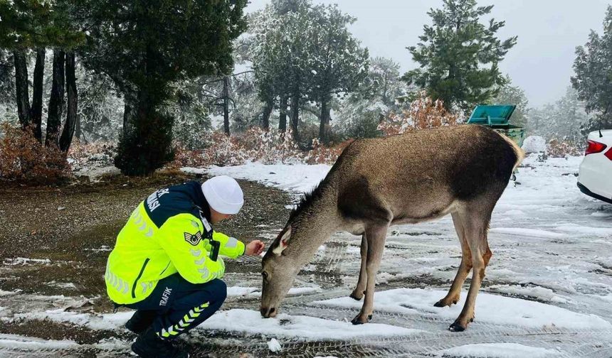 Kızıl geyikten jandarmaya sürpriz ziyaret