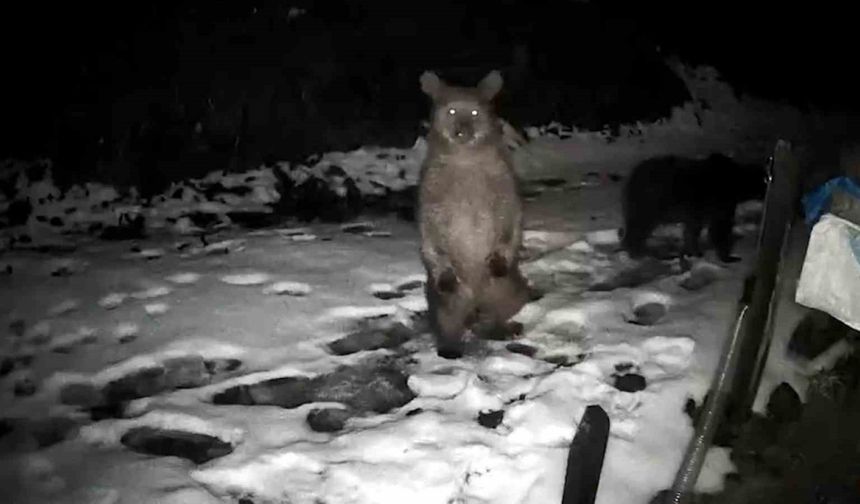 Rize’de arı kovanlarına musallat olan ayılar ‘Elektro Şoklu Çit Sistemi’ engelini aşamadı