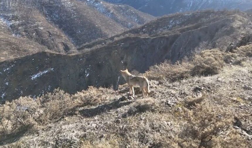 Tunceli Munzur Vadisi’nde yiyecek arayan kurt dron ile görüntülendi