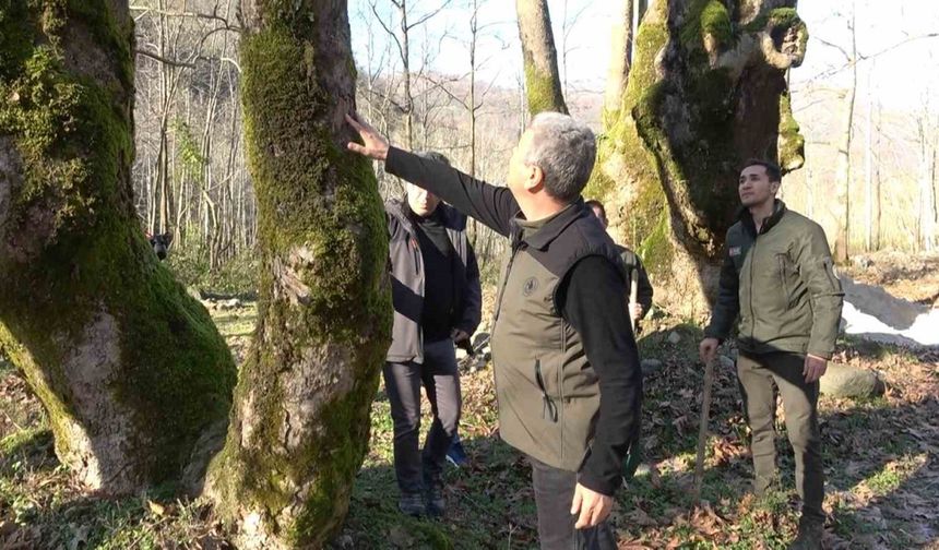 Yalova’da hastalık bulaşan çınar ağaçları kuruyor