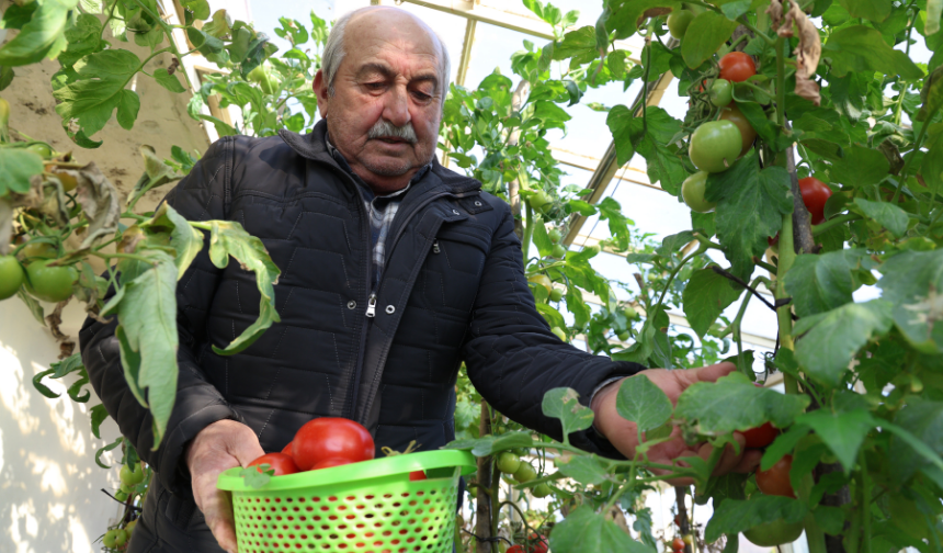 Evlerin terasında kurduğu seralarda 4 mevsim organik tarım yapıyor