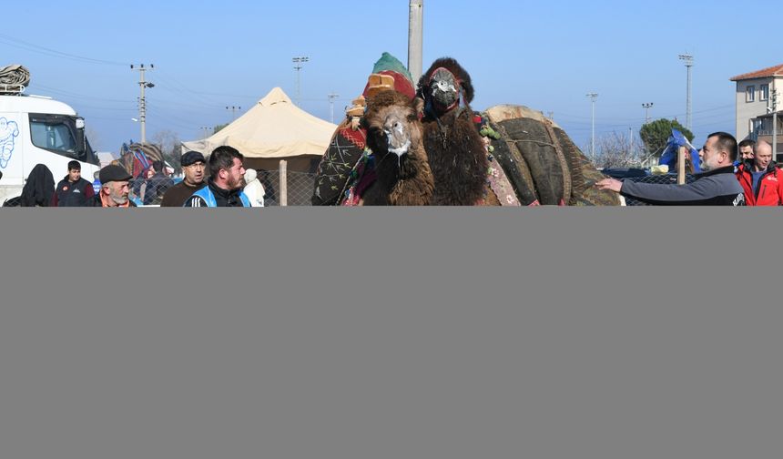 Çanakkale'de "12. Geleneksel Lapseki Folklorik Deve Gösterisi" düzenlendi