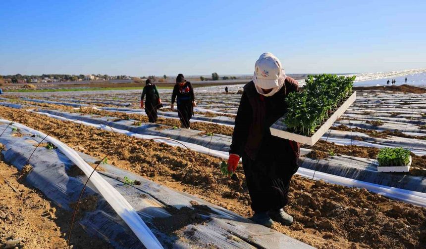 Adana’da karpuz fideleri toprakla buluştu