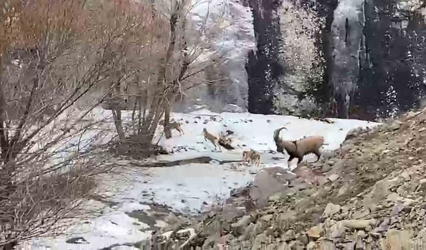 Dağ keçisi sürüsü görenleri şaşırttı