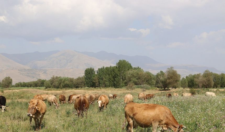 Erzincan’da 8 yılda 19 köyde 57 bin dekar mera ıslah edildi