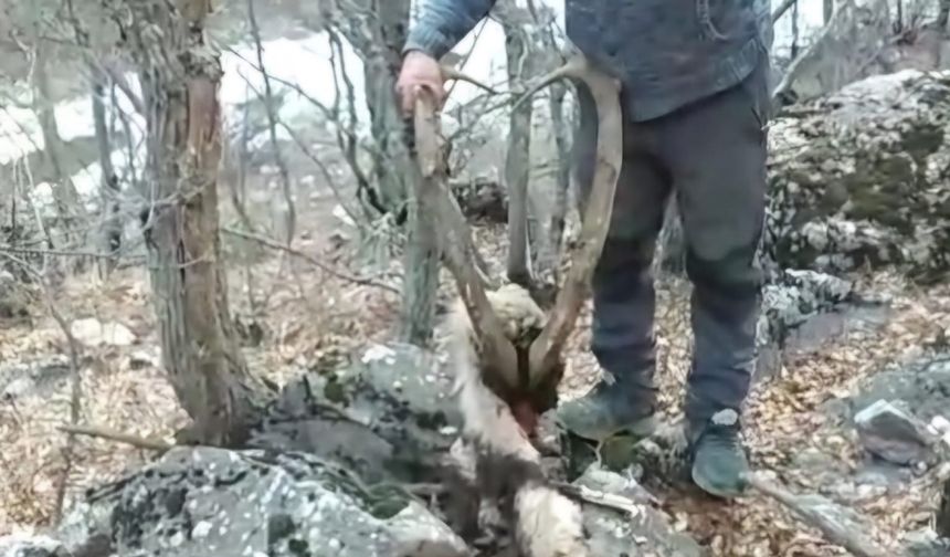 Koruma altındaki keçinin öldürülmesine vatandaş tepki gösterdi